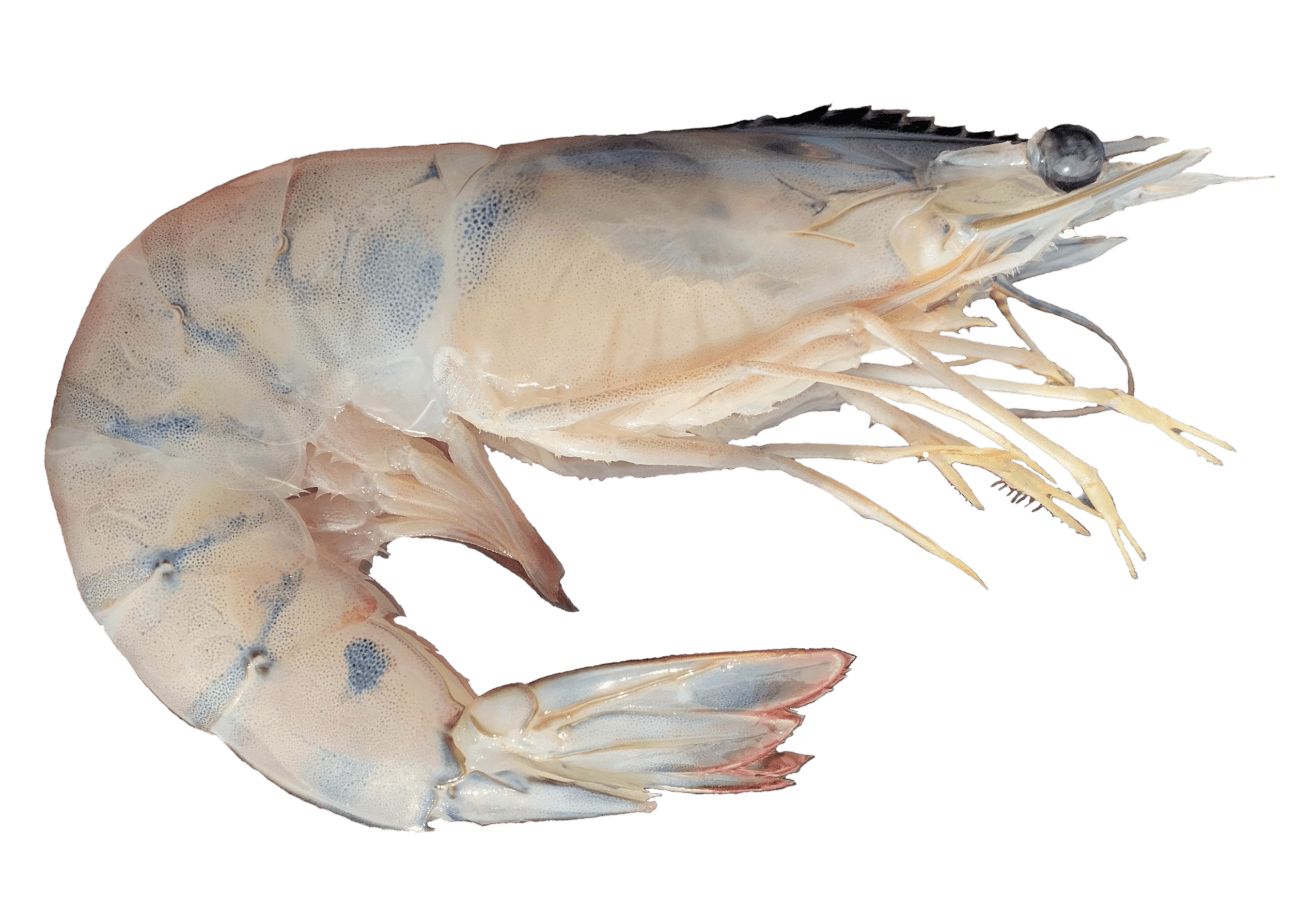 best wild caught shrimp